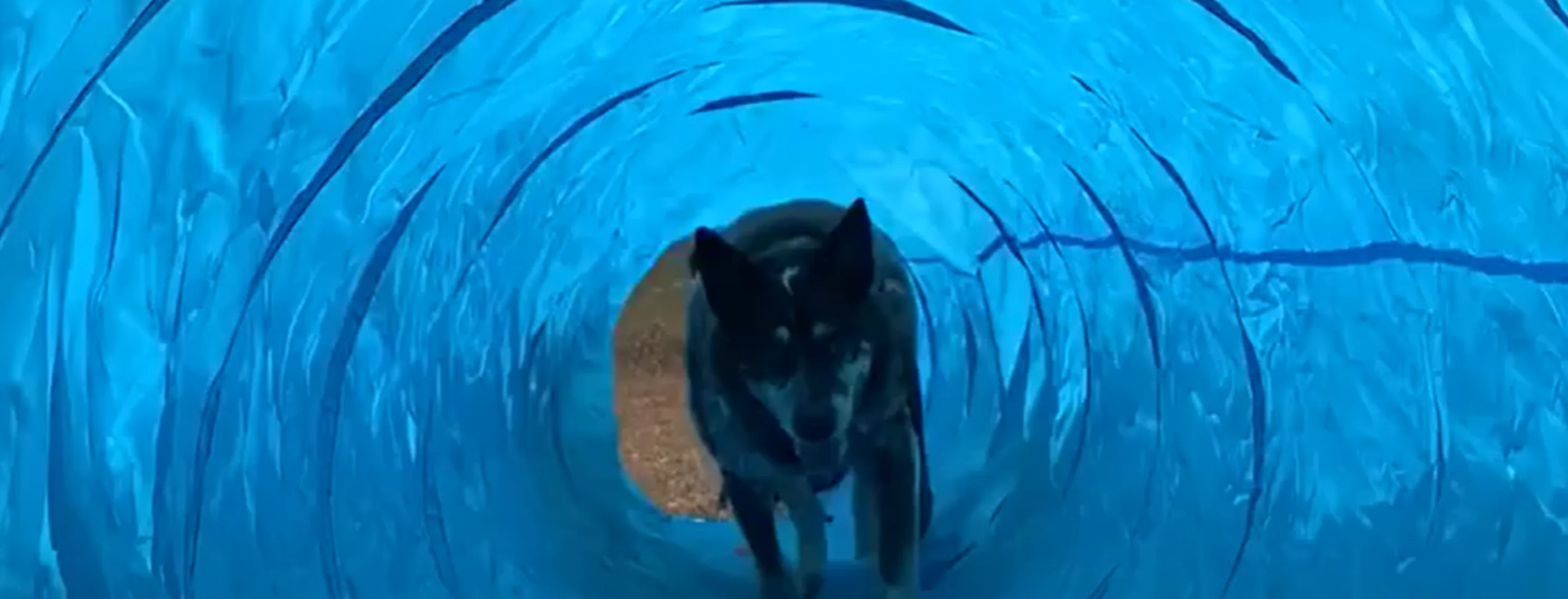Dog running through a blue tunnel